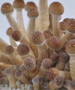 Buy Golden Teacher spores syringe