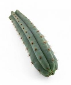 Buy San Pedro Macrogona